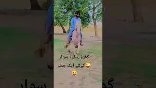 گھوڑے اور سوار کےلئے ایک جملہ😜😜 #horse #sansansehorhorse #horsebreeds #horsebreeds #horsetrack