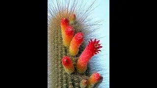 GÉNERO CLEISTOCACTUS