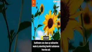Mind Blowing Sunflower Facts Cleaning Up Radioactive Waste #facts #shorts #interestingfacts