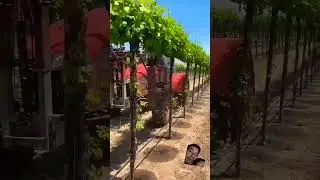 cleaning small branches #shorts