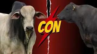Aberdeen Angus x Nelore: &iexcl;El Cruce Perfecto para Ganader&iacute;a Moderna y Carne de Alta Calidad!