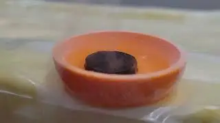 Floating magnet on YBCO semiconductor cooled with liquid nitrogen