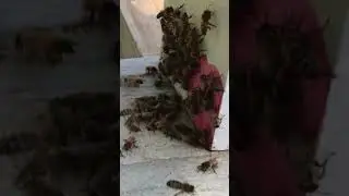 Virgin queen attracts bees to her 2 frame nuc after her mating flight #queenrearing#2frame