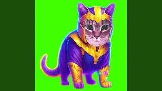 OIIA OIIA INFINITY CAT
