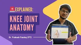 Knee Joint Anatomy Explained – For Physiotherapy & Medical Students