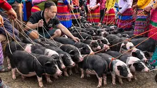 Duong Walked More Than 50 km to Reach the Highland Market to Select Healthy Breeding Pigs