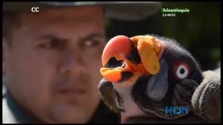 Polic&iacute;a ambiental rescat&oacute; un buitre carro&ntilde;ero, conocido como el rey de los gallinazos