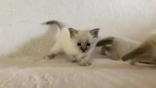 Birman kittens by Saba/ Sabacat cattery. www.birmans.eu