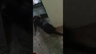 Poor Catto💩🐈🐈&zwj;⬛🐈🐈&zwj;⬛🐈😺 Ko Birrh Ne Kat Liya#catlovers #animals#petslife #greenry #cooking #fooddie