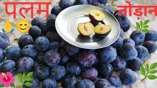 पलम का तोड़न शुरू # black Amber plum# Pahadi lifestyle  !