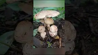 Мухомор краснеющий он же мухомор розовый или Мухомор серо-розовый #шортс #mushroom #shorts #мухомор