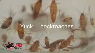 Protect your home and business from pests with Canberra Pest Control