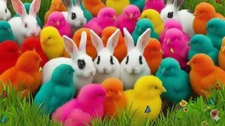 Colorful Chicken Breeds You Should Know 🐔✨