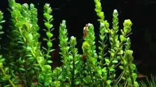 Pearling Aquatic Plants
