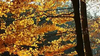 HD 4K video | yellow tree leaves video | free stock video | edit it
