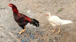 bhimavaram koli chicks  97312 60194