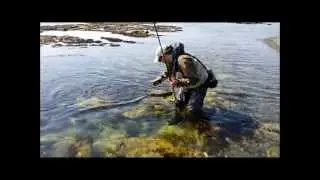 Saltwater Fly Fishing ! Native Big Trout of Japan.