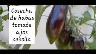 Aporte de potasio, F&oacute;sforos y calcioa las   tomateras,