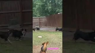 Mini Aussie Zoomies #miniaussies #integrityaussiestx #aussieswithtails #aussiesdoingthings