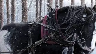 Painting Shire Horses