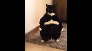 #sumo #cat #fun #meme