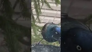 Grackle extreme closeup