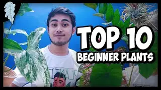 10 Best Plants for Beginners | Philippines