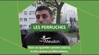 Des fauconniers contre les colonies de perruches