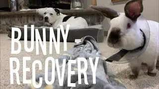Happy Bunny Story - Little Rascal Road to Recovery
