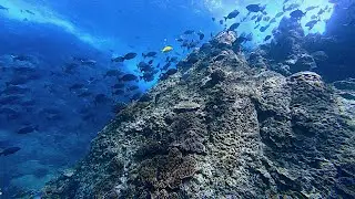 Ogasawara Japan Scuba Diving | 4K | DJI Osmo Action 4 | Aug 2024 #1