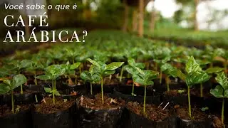 O que é CAFÉ ARÁBICA e ROBUSTA?
