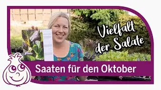 Letzte Aussaaten im Oktober | neue Wintersalat Sorte in der Aussaat