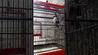 @burung gacor