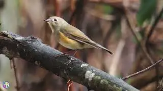 野鳥動画　2025年有難う御座いました（年末ミックス：ヤマドリ､ルリビタキ､アカウソ､ニシオジロビタキ）