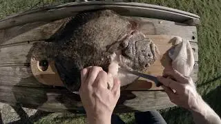 Filettering af fladfisk - Pighvar