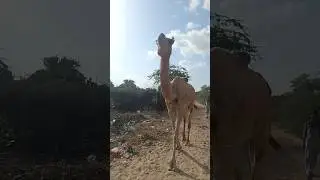 Together, always &mdash; desert souls in search of green. 🌵💚#animallife #youtubeshorts #wildlife#camel
