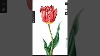 Realistic digital painting of Tulip Flower #digitalpainting #shortvideo #art #drawing