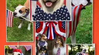 Show us your most patriotic dog photo. All photos will be uploaded to a video.