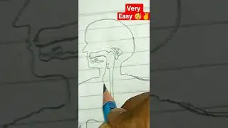 How to draw human digestive system|class-(6th to 12th)#short #biology #easydrawing #cbseboard