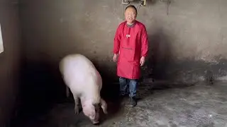 农村四哥收到神秘邀请？泸县博物馆要办年夜饭，捉头土猪做宋宴