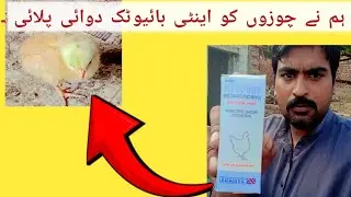 aaj humne choozaon ko antibiotic dawai pahle#Amjadvlog#آج ہم نے چوزوں کو اینٹی بائیوٹک دوائی پلائی۔