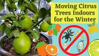 Moving Citrus Trees Indoors for the Winter #mamapolitte