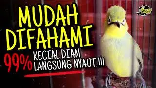 MASTERAN KECIAL KUNING MUDAH DIPAHAMI AMPUH BIKIN KECIAL DIAM JADI NYAUT‼️
