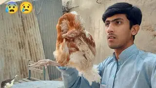 .Akhir Chickens Kyun Marti Hain? Full Reality Today😰😢|| Haseeb Home Birds