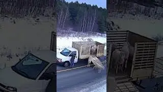 Wolves Attack a Truck Full of Sheep
