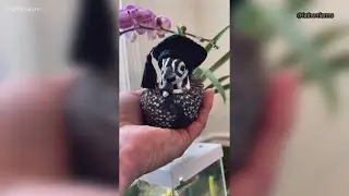 That's a feather in a quail's cap! Connecticut farmer makes 4 quails TikTok famous