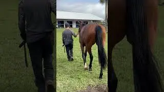 Pillar of Beauty with Hall of Fame trainer Bill Mott at Payson Dec. 8