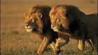 Animal Documentary| The story of 5 Brave  Silantie Lions Territory | Geo Graphic Chennal #viral