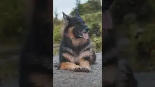 Pure quality double coat german shepherd Dog