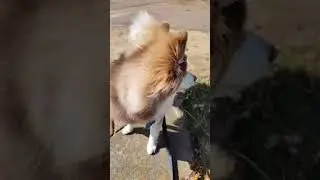 Say Hi to my cute Pomsky puppy Rocky Raccoon  taking a walk #puppy #walk #niceday #goodboy #pomsky